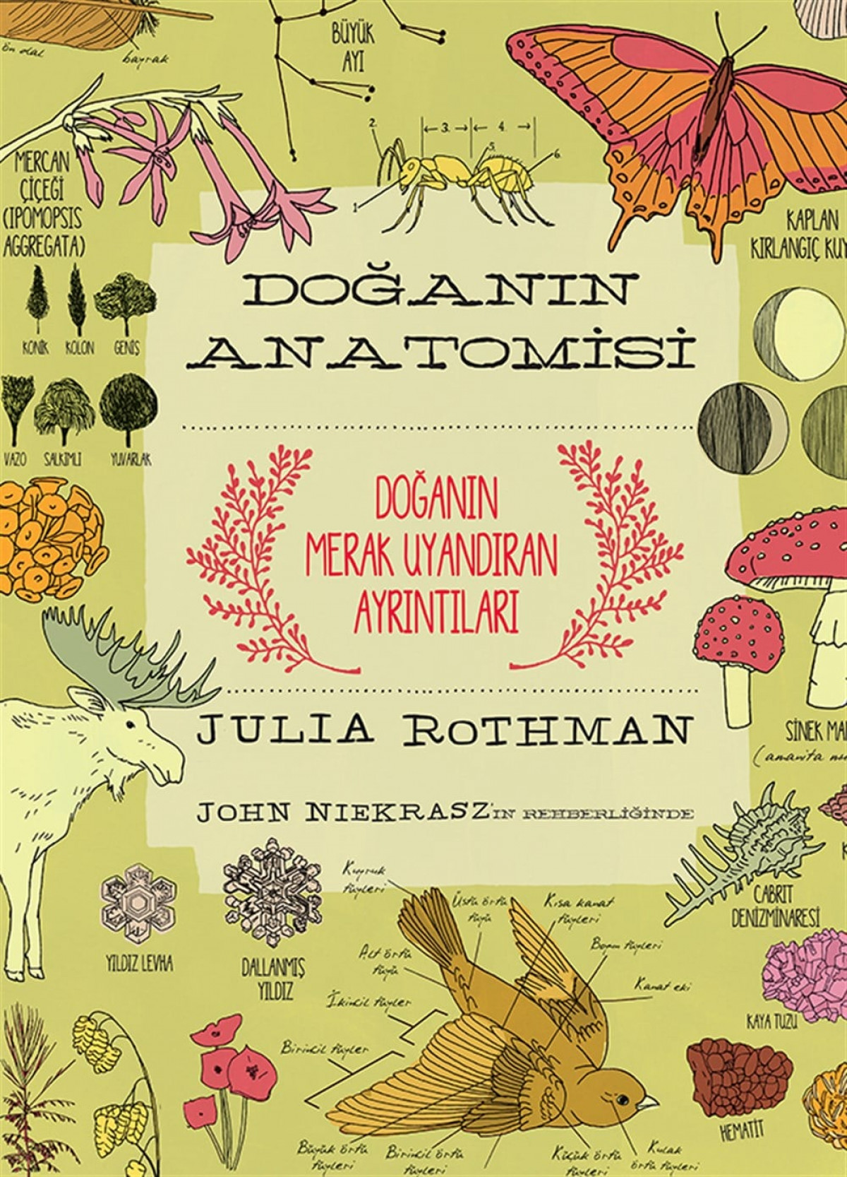 Doğanın Anatomisi Doğanın Anatomisi